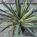 Yucca gloriosa (Juka nádherná) ´VARIEGATA´ kont. C7L, výška 40-50 cm, Ø 30-50 cm (-25°C)